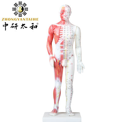 Κινεζικό πρότυπο σώματος βελονισμού με τους μυς 60/85/170cm