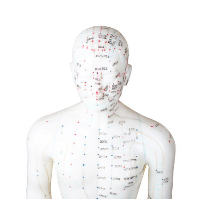 50cm σημείου αρσενικό πιστοποιητικό ανθρώπινου σώματος κκπ βελονισμού πρότυπο