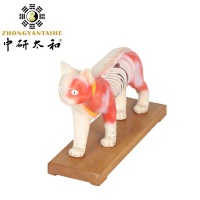 28cm γατών πρότυπο PVC σώματος βελονισμού διδασκαλίας βελονισμού πρότυπο κινεζικό ιατρικό