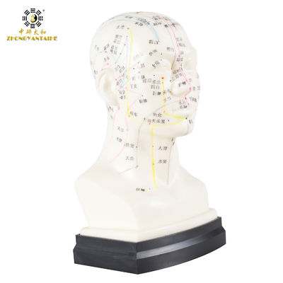ποιότητας  Eco Friendly 20cm Head Acupuncture Body Model Without Effusion Liquid Εργοστάσιο