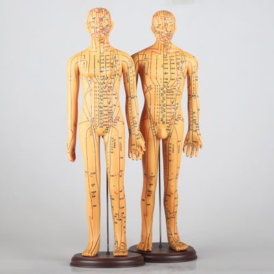 Διάγραμμα μεσημβριδίων Περιλαμβάνεται το μοντέλο σώματος του βελονισμού Περίπου 5 κιλά Πολυδιάστατο για διαφορετικές τεχνικές