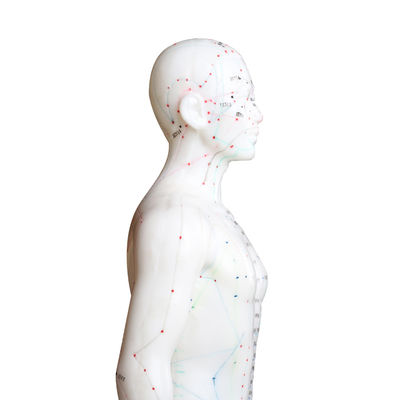 Πολλαπλομορφία Διαφορετικές τεχνικές βελονισμού Μοντέλο σώματος Βάρος περίπου 5kg